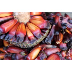 Temporada do pinhão começa em todo o Paraná